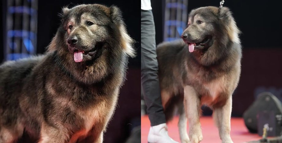 Найдорожчий собака, найдорожчий собака у світі, гібрид вовка і вівчарки, собака схожий на вовка, рідкісна порода собак, єдина порода, великий собака