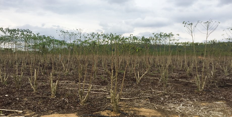 кофе, засуха, плантация, бразилия, фото