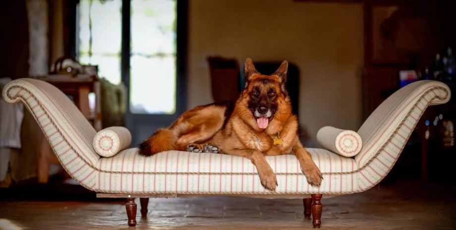 Найбагатший собака у світі, Гюнтер VI, собака, німецька вівчарка, живе в особняку, особистий водій, таємниця, мільйонер