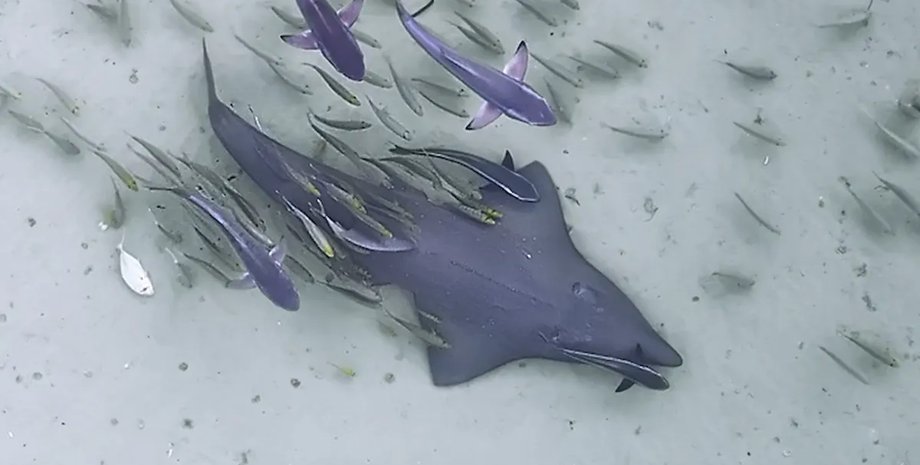 пятнистый акулохвостый скат в океане