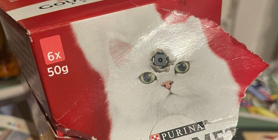 корм, камера, кошки