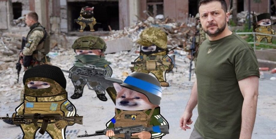 сиба-ину, шиба-ину, Зеленский