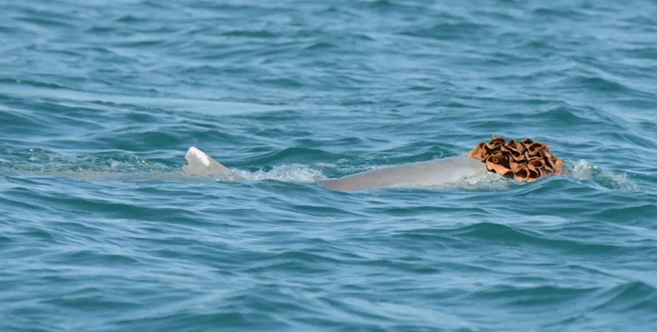 капелюшок горбатий дельфін