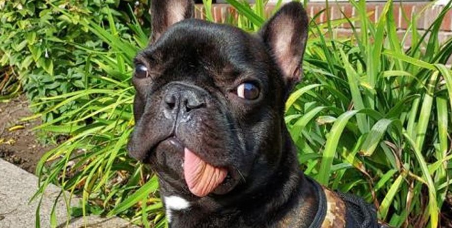 французький бульдог, бульдог Тайсон