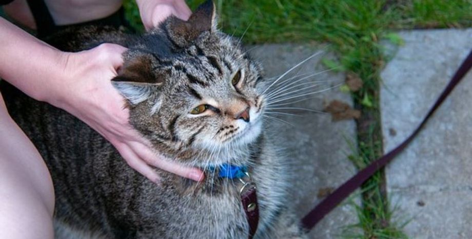 Кіт розлучив молоду пару, жінка ревнувала свого коханого до домашнього улюбленця, курйози