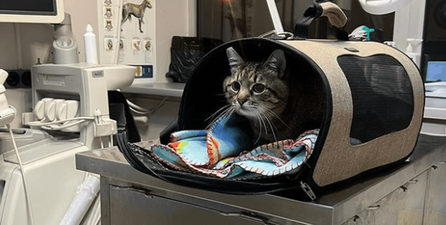 Кіт Степан, харківський кіт