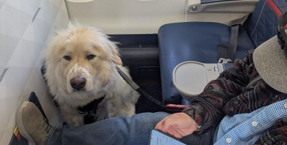 Пассажира пересадили с места в первом классе, чтобы посадить собаку-поводыря, авиакомпания объяснила свою позицию