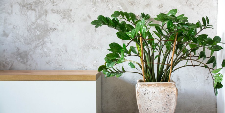 замиокулькас