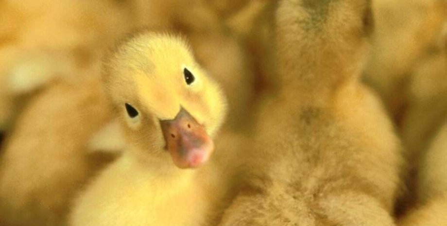 Иллюстративное фото