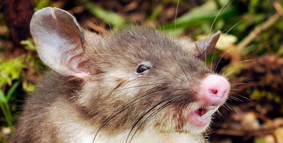 Свиноносая крыса / Фото: time.com