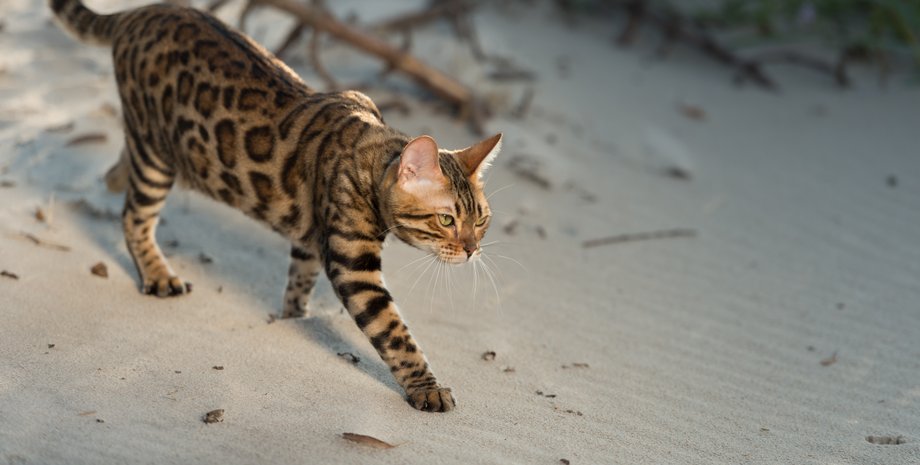 Бенгальская кошка