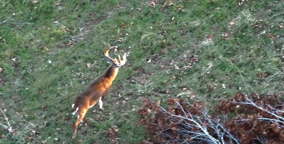 DJI Matrice 30 Thermal стежить за оленем