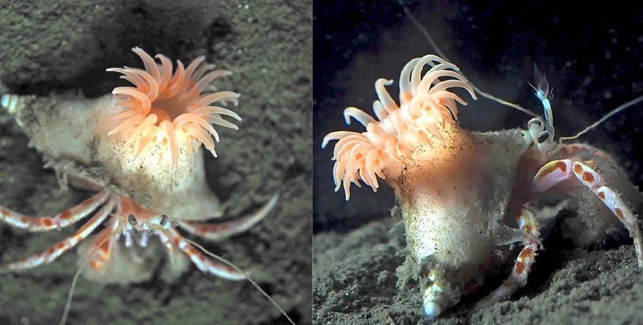 На глибині в 500 метрів знайшли модного рака-відлюдника: він носить блідо-рожеву перуку (фото)