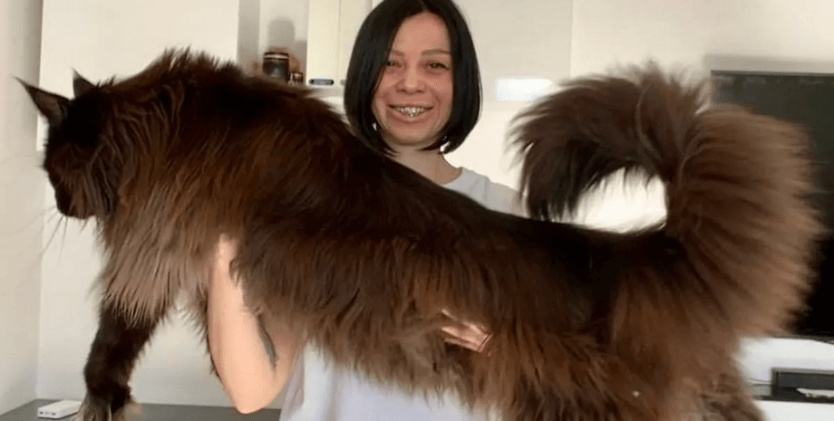 Гігантський кіт, мейн-кун, кіт зростом з людину, величезний кіт, кіт на прізвисько Зевс, Даніела Єрмолаєва, задні лапи, корм для кота