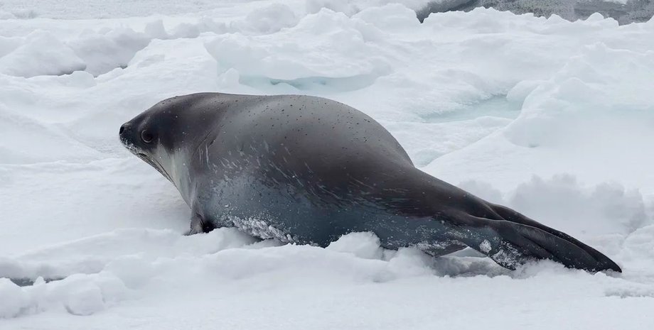 тюлень росса антарктида
