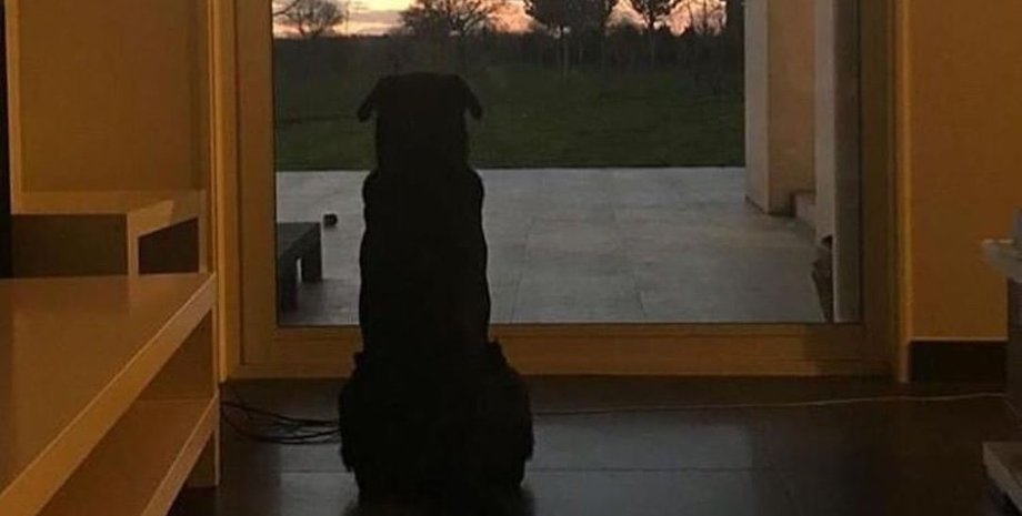 Нала ждет хозяина домой Фото: Facebook Romina Sala