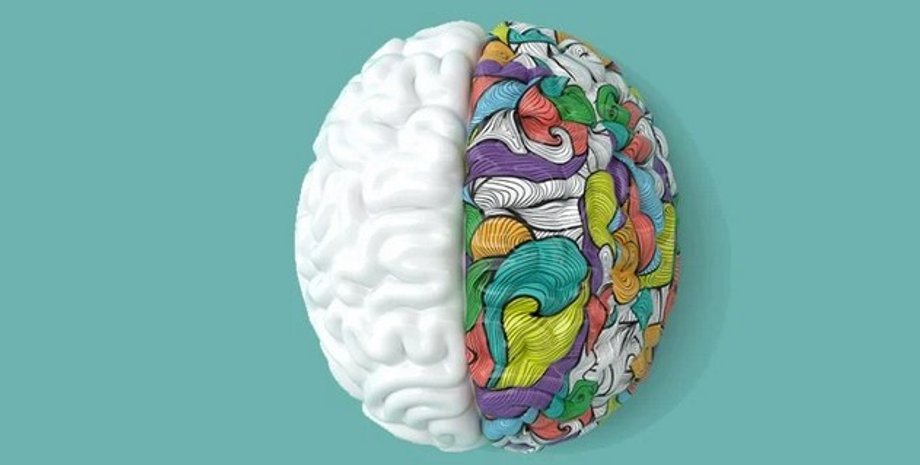 Мозок, навчання