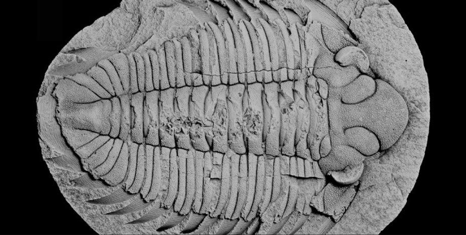 трилобит, окаменелость трилобита, трилобит окаменелость