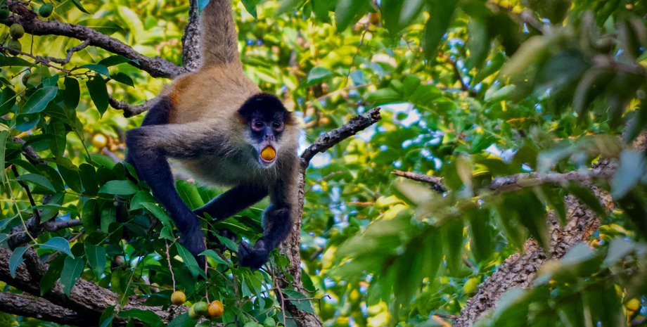 тварини, алкоголь, етанол, метаболізм, фрукти, ферментація, їжа, рослини, поведінка, екологи, вчені, дослідження, нектар, теорія