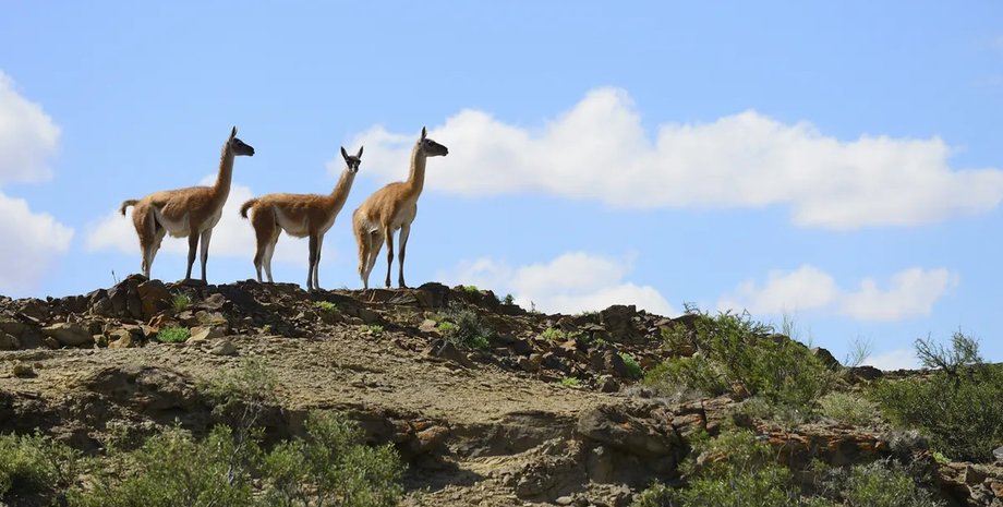 дорогоцінні метали родовище