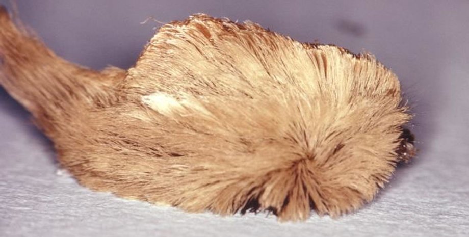 гусеница, аспида, насекомое