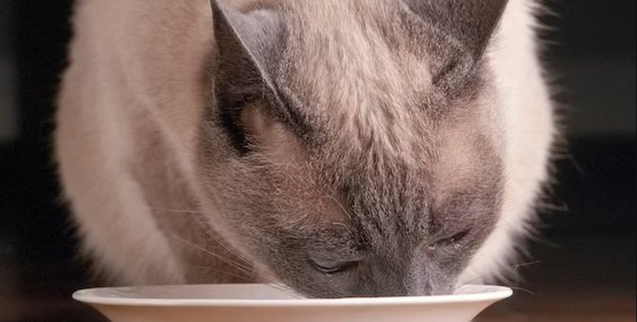 кошки, молоко, кошки и молоко, пьют ли кошки молоко