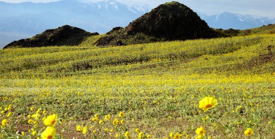 цветы в долине смерти