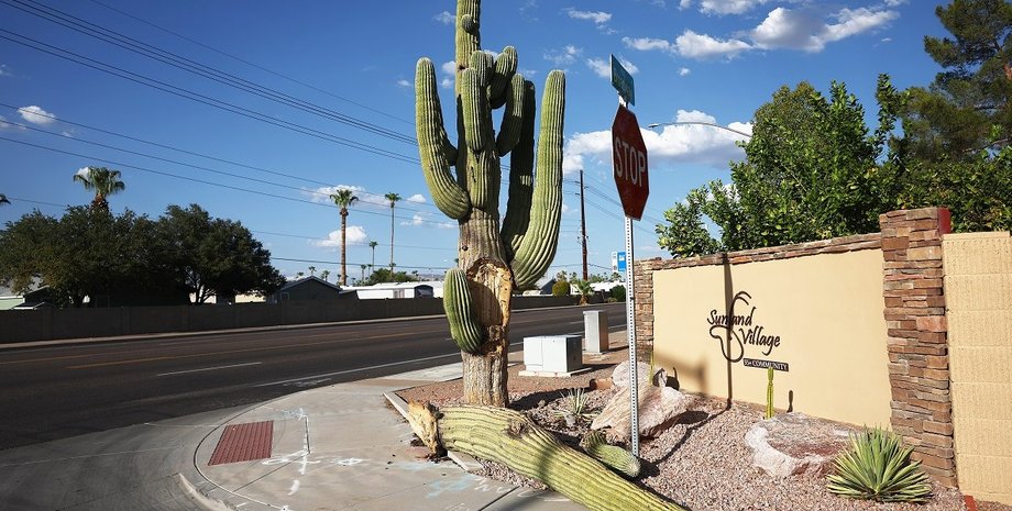 кактусы, рекордная жара кактусы, кактусы ара