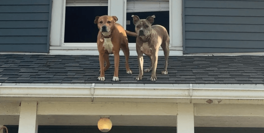 Дві собаки стоять на даху двоповерхового будинку перед відчиненим вікном, визираючи вниз на господиню, яка повернулася з роботи