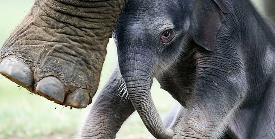 слоны, хоботы слонов, морщины слонов