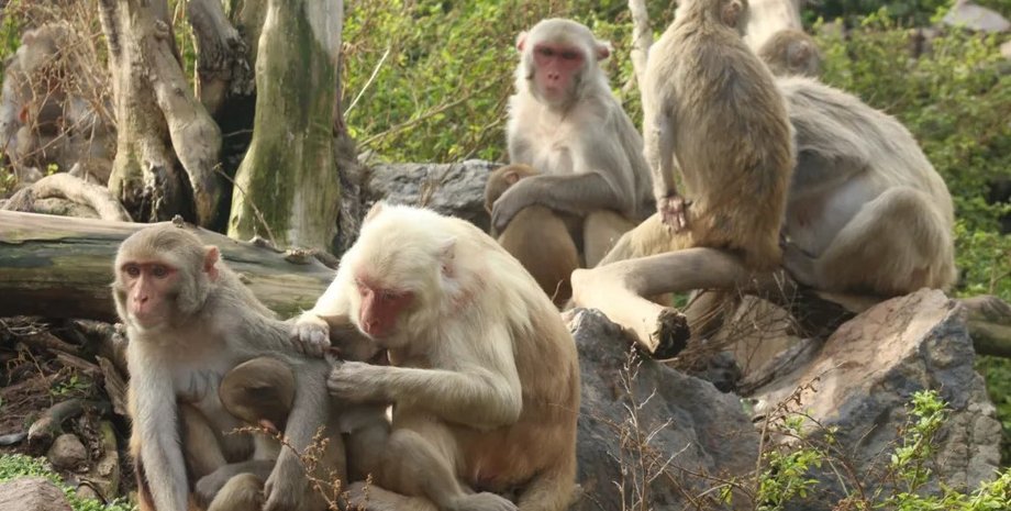 макаки, поведение макак