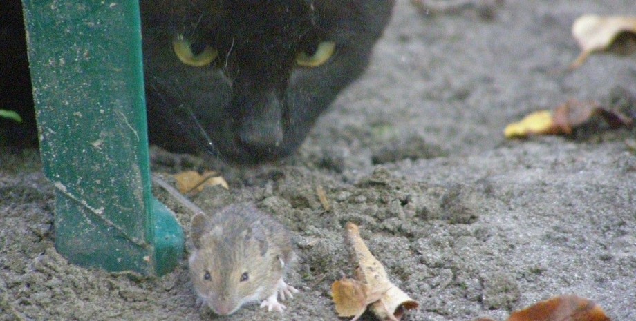 охота на мышей, кошки-охотники, борьба с грызунами