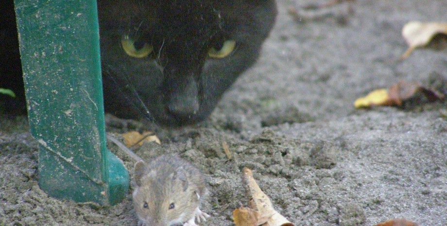 охота на мышей, кошки-охотники, борьба с грызунами