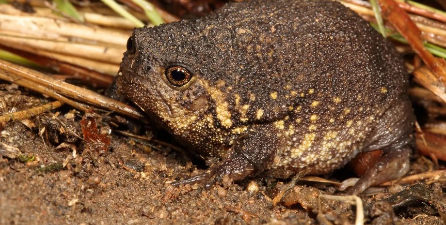 лягушка с сердитым лицом