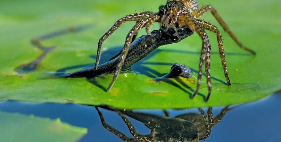павук полювання на рибу