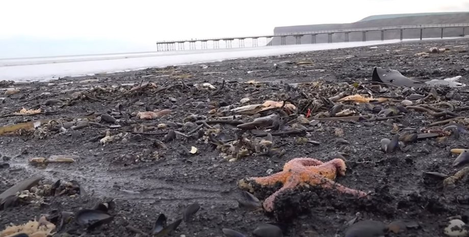 морские звезды, моллюски