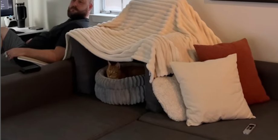 Мужчина обустроил коту жены укрытие от грозы и покорил соцсети свои поступком