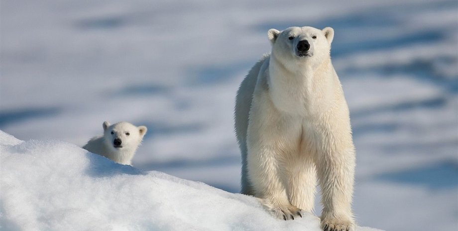 Фото: Polar Bear Facts