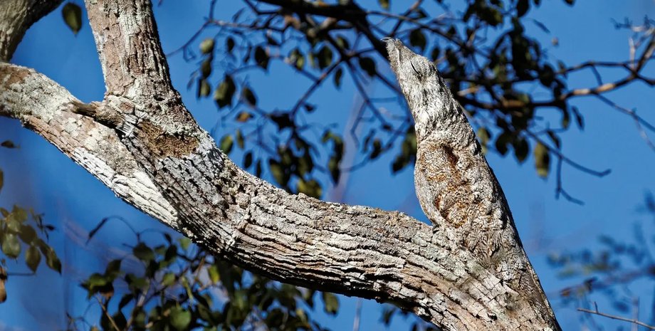 великий поту, великий поту привид, птах привид
