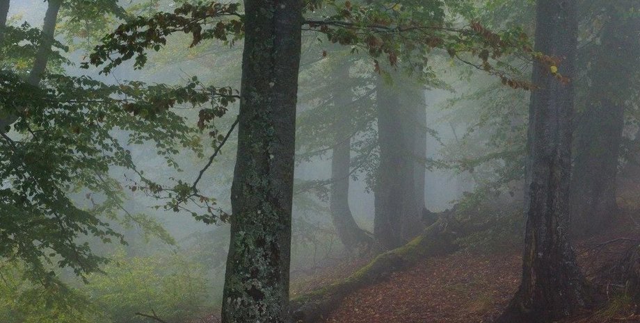 Путешественник встретил в лесу пуму