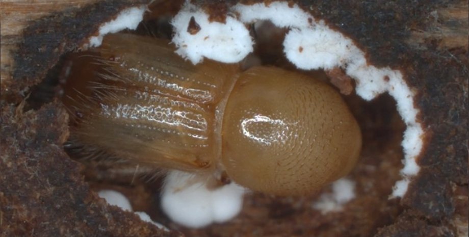 жуки короеды