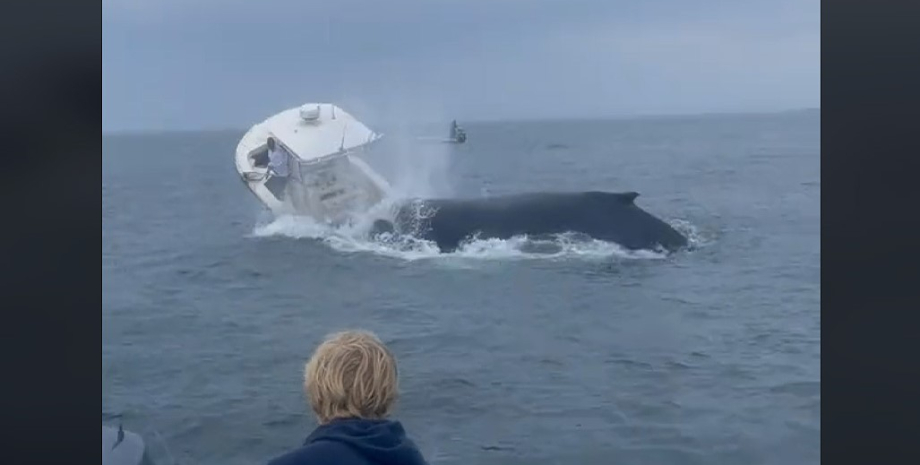 кит, нападение кита, горбатый кит нападение
