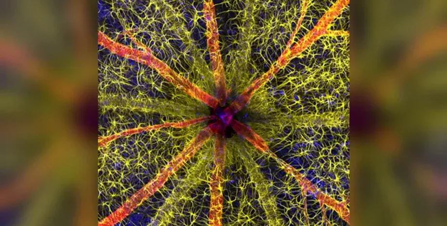 Nikon, конкурс, фотографія, зображення, око, діабет, судина, оса, краса, знімок, сітківка, наука, дослідження, освіта, світ лікування, діагностика