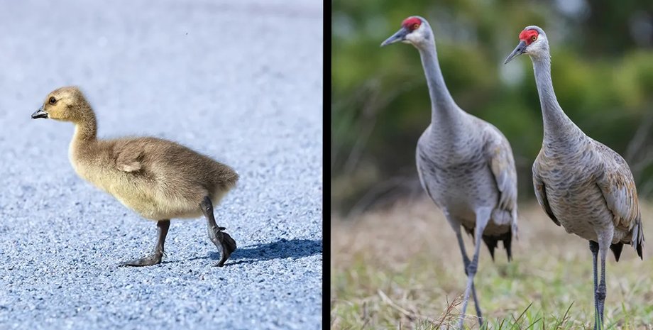 гусенок журавли