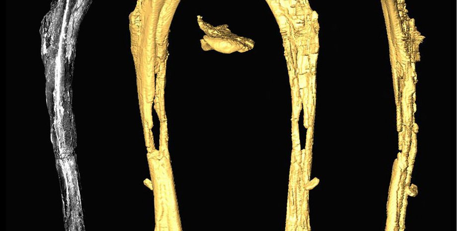 Кости древних птиц / Фото: nature.com