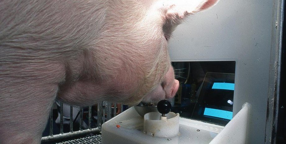 свинка, играющая свинка