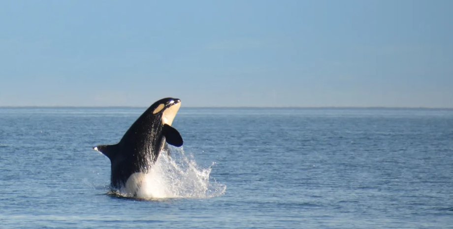 косатка, южная косатка