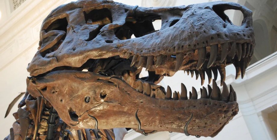 тираннозавр зубы