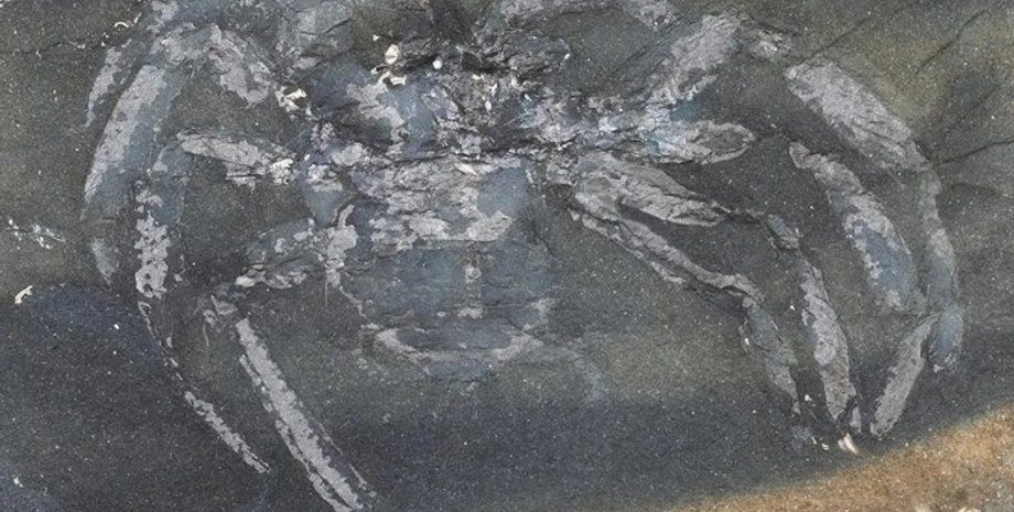 паук, окаменелость паука