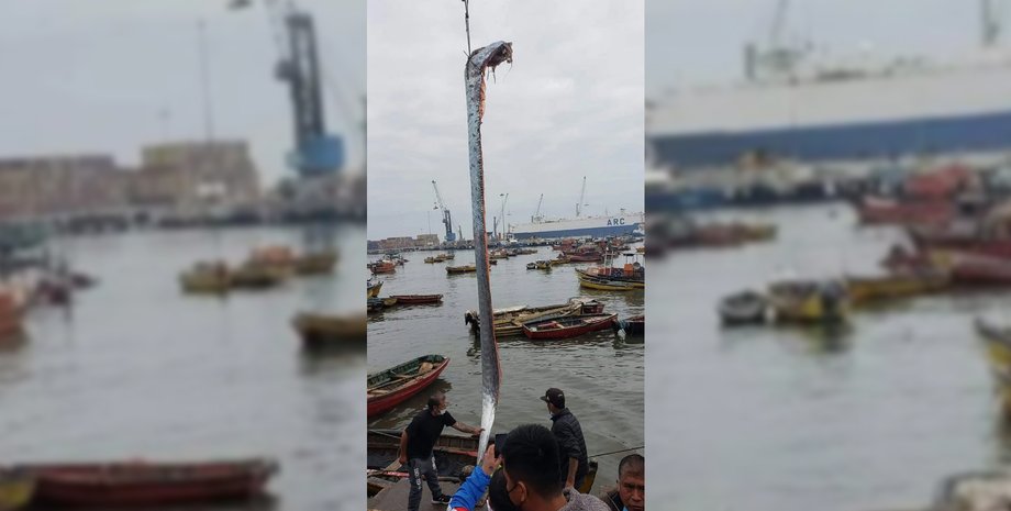 веслоносая рыба, сельдяной король, гигантская сельдь, сельдь предвестник катастроф